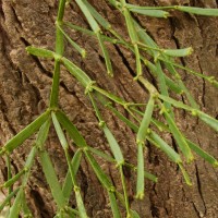 Viscum articulatum Burm.f.